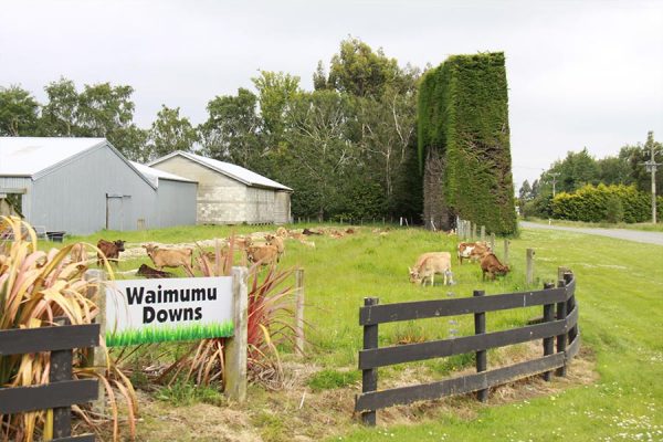 Waimumu Farm 3